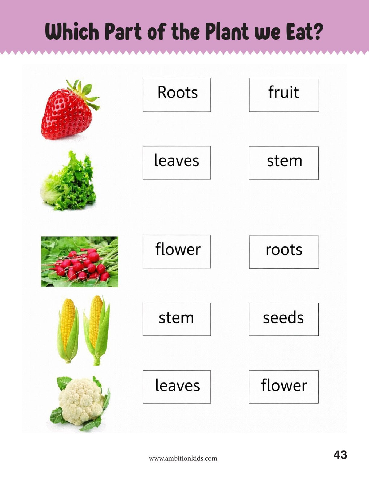 UKG Printable Worksheet | EVS + Math + English | 328 Skill-Based Worksheets